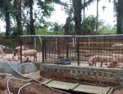 Kandang Babi Dusun 3 RT 15 kampung Sidokerto diduga tanpa izin warga setempat