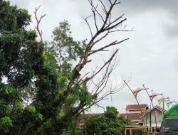 Waspada! Pohon Besar di Jalan Pattimura Metro Utara Terancam Tumbang