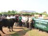 Hari Raya Idul Adha 1446 H, Polres Lampung Tengah Laksanakan Pemotongan 10 Ekor Sapi dan 2 Ekor Kambing Qurban