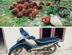 Polsek Padang Ratu Ungkap Kasus Pencurian Buah Sawit, Seorang Warga Diamankan