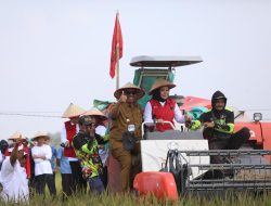 Gelar Panen Raya dan Tebar Bibit Ikan, I Komang Koheri Tegaskan Komitmen Jaga Ketahanan Pangan Lampung Tengah